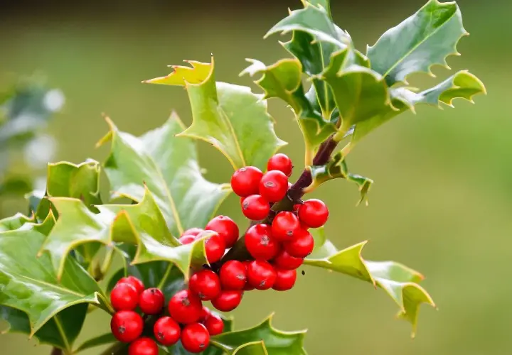 Le houx de Noël, avec ses baies rouges vives et ses feuilles vertes piquantes, annonce la saison des fêtes.