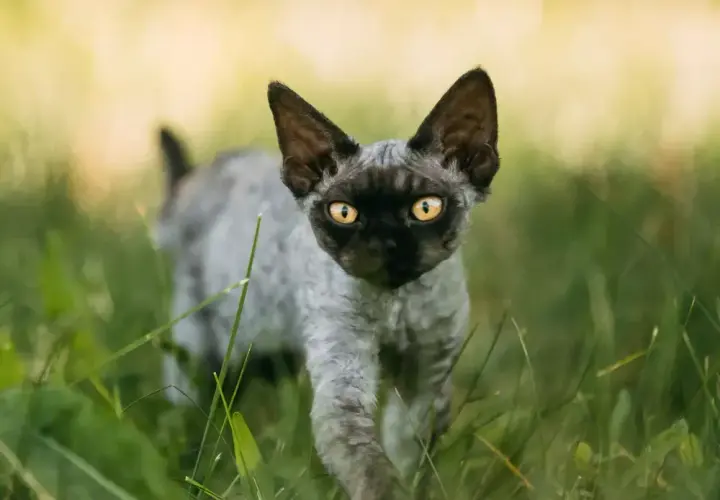 Jak łatwo adoptować Devon Rex i uniknąć wysokich kosztów