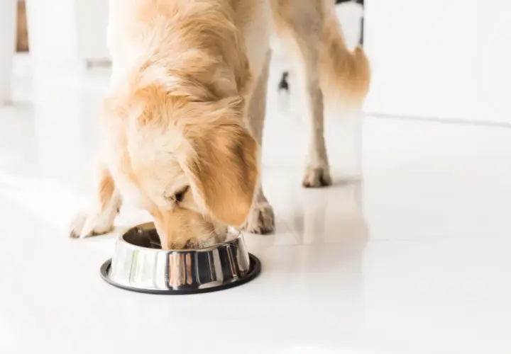 Golden retriever disfrutando de su alimentación en un cuenco metálico.