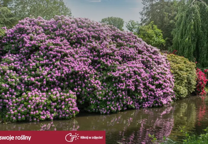 Ogromny rododendron kiedy kwitnie, tworzy fioletową chmurę nad wodą.