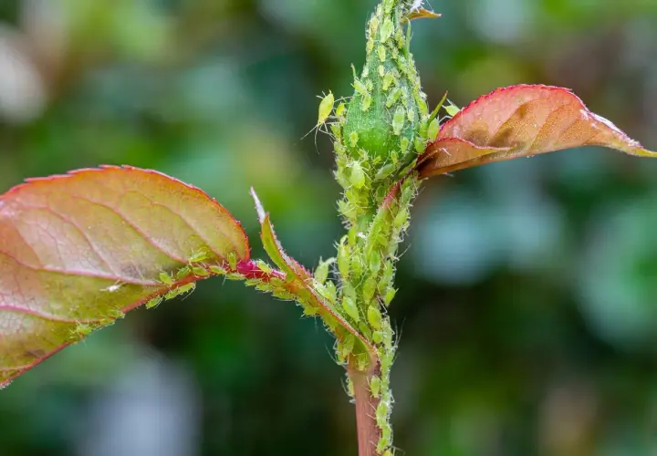 Une tige de plante est recouverte de nombreux pucerons verts. Les feuilles rouges et vertes contrastent avec les petits insectes.