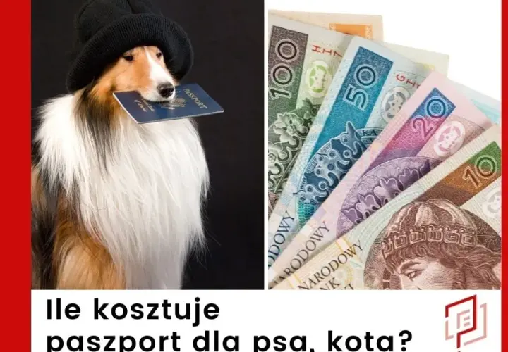 Ile kosztuje paszport dla psa? Sprawdź ukryte wydatki i zasady