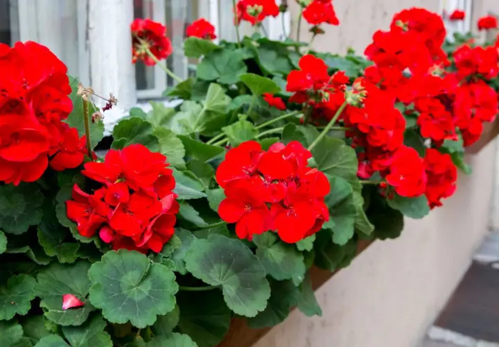 Kwitnące czerwone pelargonie na parapecie. Dowiedz się, jak przycinać geranium, by cieszyć się bujnym kwitnieniem.