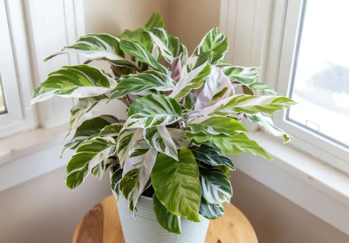 Calathea fusion white, una planta de interior con hojas verdes y blancas, luce espectacular junto a la ventana.