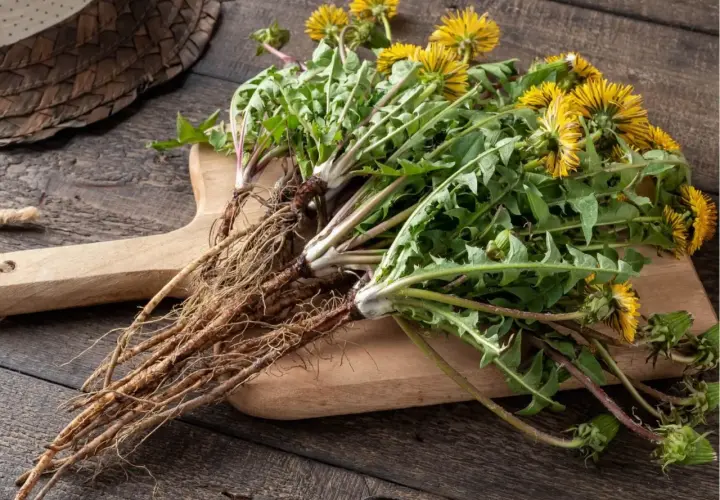 Mazzo di tarassaco con fiori gialli e radici spesse su tagliere di legno. Le sue proprietà sono note da tempo.