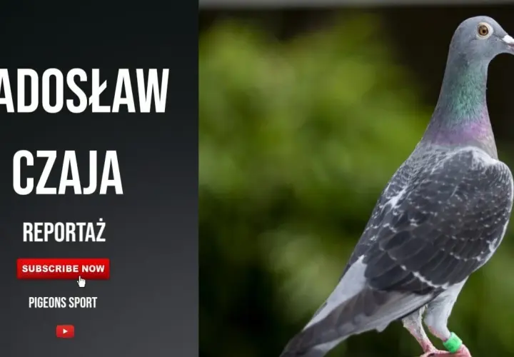 Filmy o gołębiach pocztowych: emocje, rywalizacja i pasja w kinie