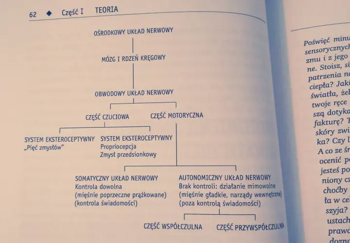 Schemat układu nerwowego: ośrodkowy, obwodowy, czuciowy, motoryczny. Co ci się przydarzyło? Zmysły, propriocepcja, kontrola dowolna i mimowolna.