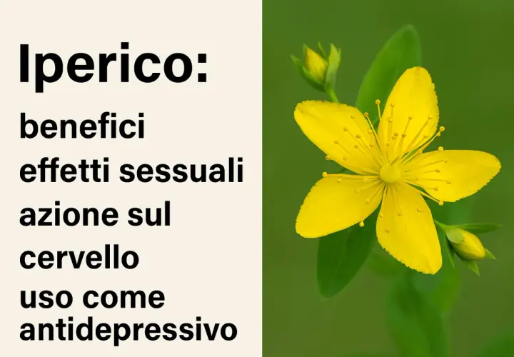 Iperico: benefici, effetti sul cervello e uso come antidepressivo. Fiore giallo brillante dell'erba di San Giovanni.
