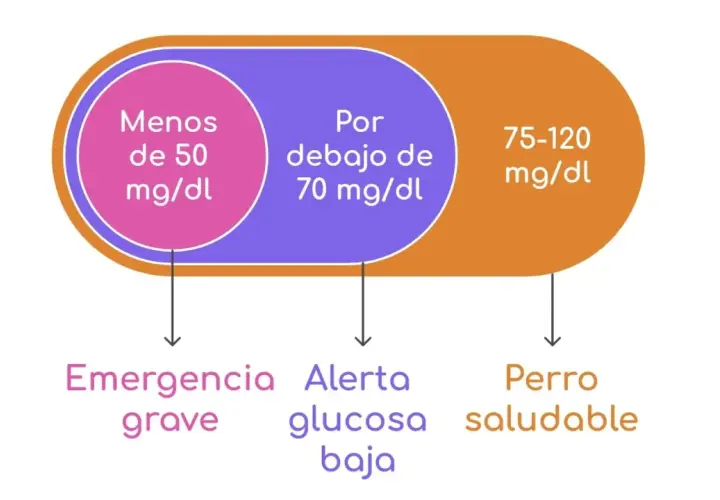 Niveles de azúcar en perros: menos de 50 mg/dl es emergencia grave, debajo de 70 mg/dl es alerta de glucosa baja, y 75-120 mg/dl indica un perro saludable.