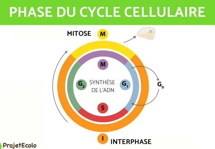 Schéma illustrant le cycle cellulaire, avec les phases G1, S (synthèse de l'ADN), G2, M (mitose) et G0.