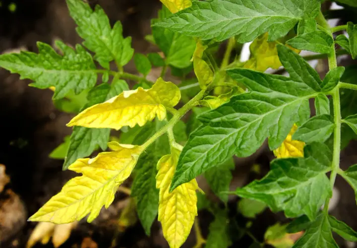 Pianta di pomodoro con alcune foglie gialle, segno di possibile carenza di nutrienti.