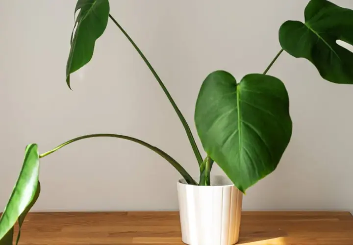 Młoda monstera w białej doniczce na drewnianym blacie. Jej zielone liście z charakterystycznymi nacięciami pięknie się rozrastają.