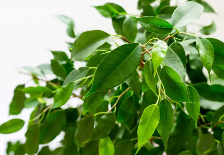 Grüne, glänzende Blätter eines Ficus benjamina, die sich im Licht wiegen.