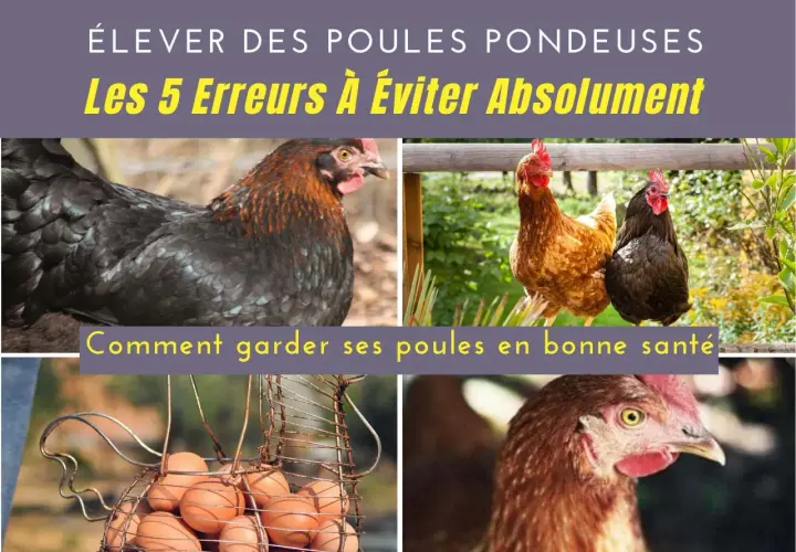 Élever des poules pondeuses demande attention. Découvrez comment garder vos poules en bonne santé et éviter les erreurs courantes.