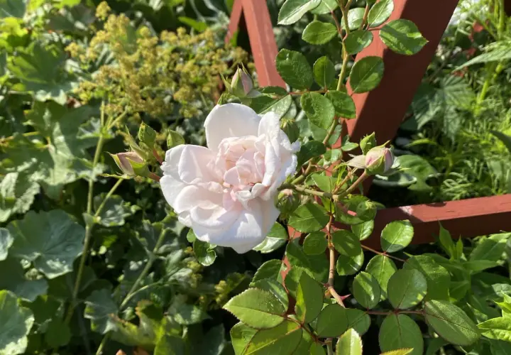 En ljusrosa ros i kruka blommar vackert bland gröna blad och knoppar.