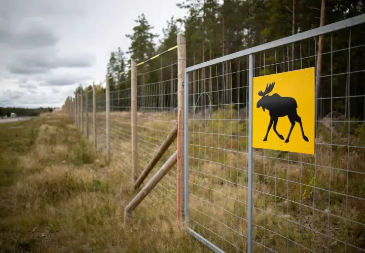 Jak zamontować siatkę leśną - uniknij najczęstszych błędów i problemów
