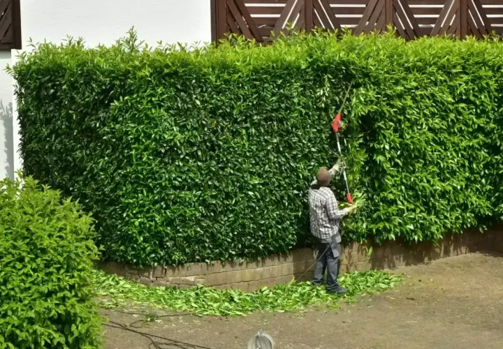 Mężczyzna przycina gęsty żywopłot z laurowiśni, tworząc idealny kształt.