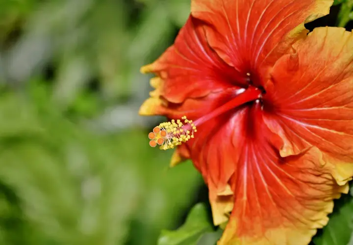 Czerwono-pomarańczowy hibiskus z żółtymi końcówkami pręcików. Jego właściwości lecznicze znane są od wieków.