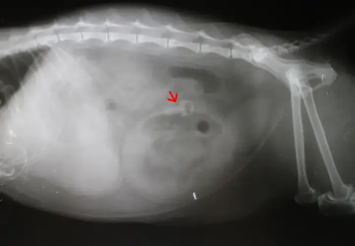 Röntgenbild einer Katze mit Pica-Syndrom. Ein roter Pfeil zeigt auf ein verschlucktes Objekt im Verdauungstrakt.