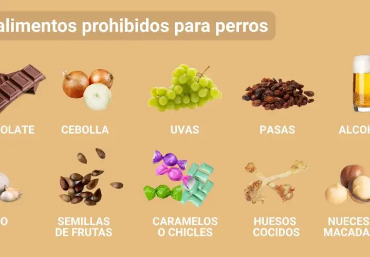 Lista de 10 alimentos tóxicos para perros: chocolate, cebolla, uvas, pasas, alcohol, ajo, semillas de frutas, caramelos, huesos cocidos y nueces de macadamia.