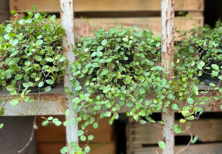 Muehlenbeckia in vaso, con le sue foglie tonde e verdi, crea un effetto cascata su uno scaffale arrugginito.
