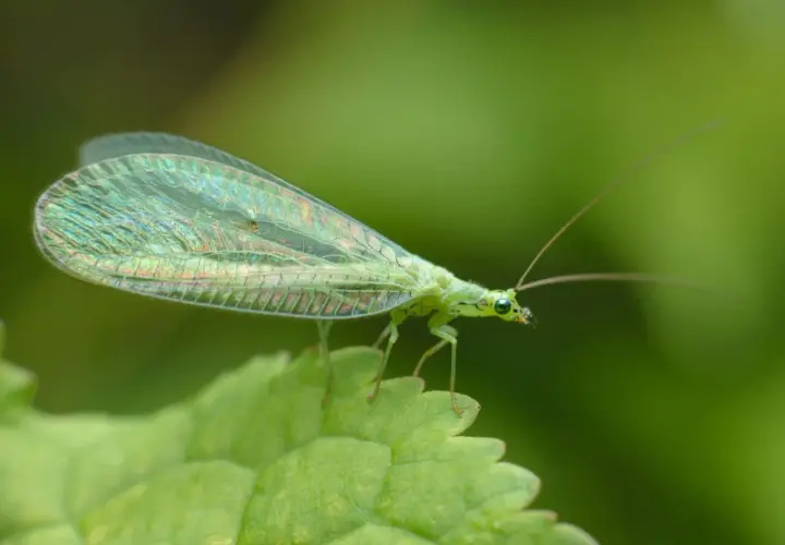 Grünes Perlauge mit schillernden Flügeln sitzt auf einem Blatt im Garten. Ein faszinierendes Exemplar der insekten im garten.