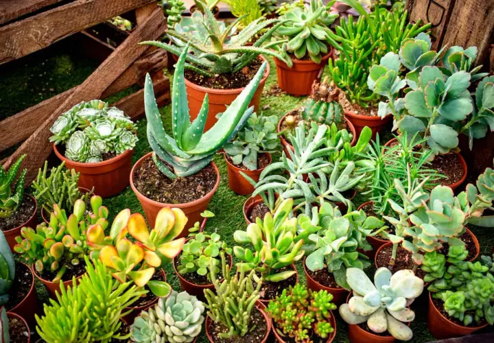 Variedad de plantas suculentas exterior en macetas, con aloe vera y cactus.