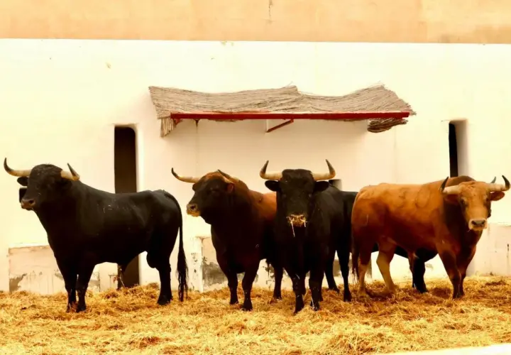 Cinco toros de lidia, parte de una ganadería vellosino, posan firmes sobre paja ante una pared blanca.