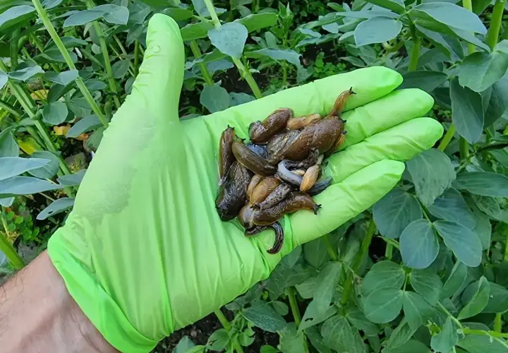 Ręka w zielonej rękawiczce trzyma garść ślimaków. To dowód, że fosforan żelaza na ślimaki działa skutecznie.