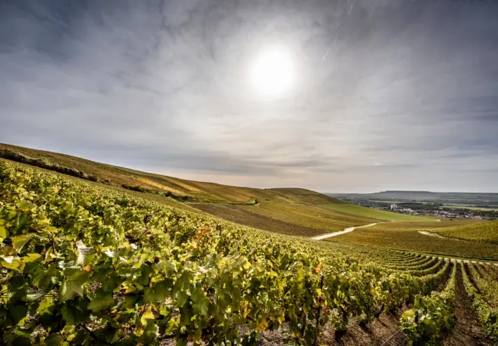 Sanfte Hügel mit Weinreben, die den Champagner Kraft verkörpern. Die Sonne scheint auf die grünen Blätter und die weite Landschaft.