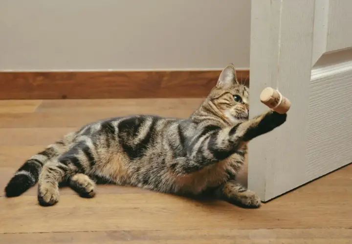 Gato atigrado jugando con un tapón de corcho, uno de los muchos juguetes para gatos caseros que le encantan.