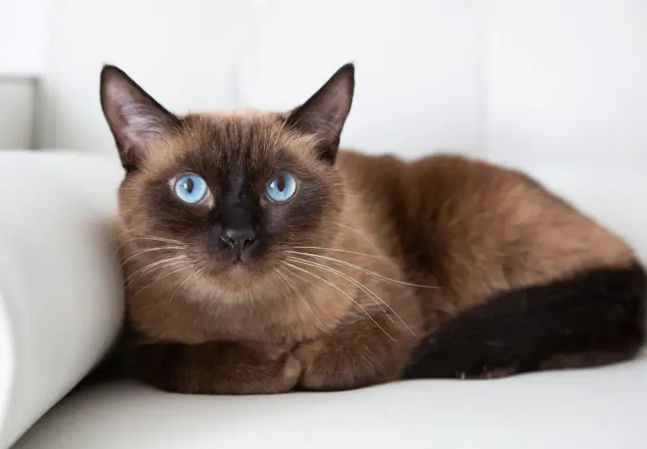 A beautiful brown Siamese cat with striking blue eyes rests on a white surface. While not as common as some other breeds, brown cats like this one are quite special.