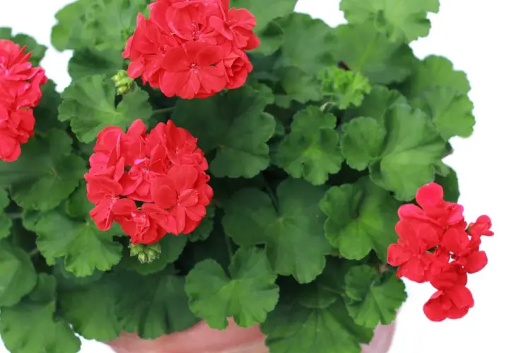 Gros plan sur des géraniums rouges éclatants, prêts pour leur arrosage. Leurs feuilles vertes luxuriantes entourent les fleurs.