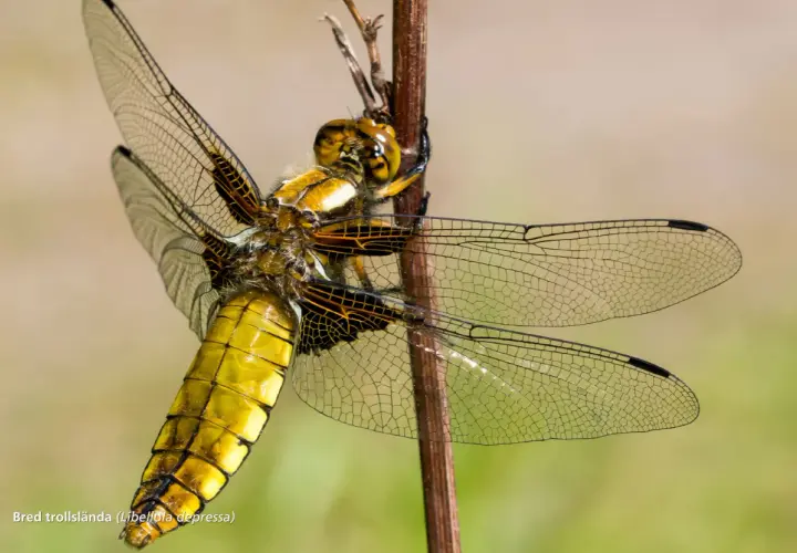 En bred trollslända, en av Sveriges stora flygande insekter, vilar på en kvist. Dess gula kropp och genomskinliga vingar är detaljerade.
