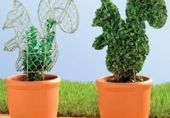 Rzeźby z roślin: jak stworzyć piękne topiary w swoim ogrodzie
