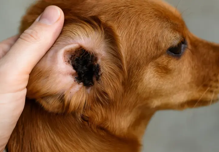 Orecchio di un cane con accumulo di cerume scuro e detriti, possibile infestazione da acari orecchie cane.