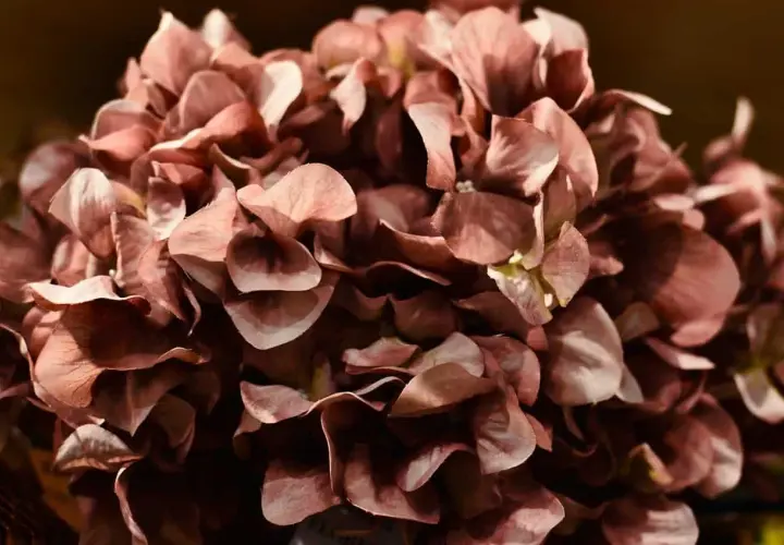 Hortensias secas de color rosa pálido, perfectas para aprender como secar hortensias y decorar.