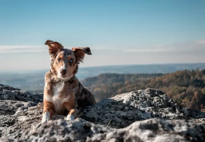 Pies z niebieskimi oczami odpoczywa na skale w Pieninach, podziwiając jesienny krajobraz.
