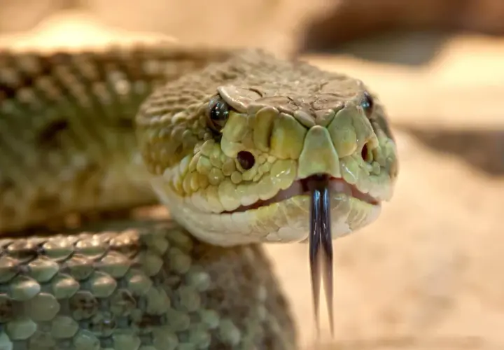 Primer plano de la cabeza de una serpiente de cascabel, mostrando sus escamas y lengua bífida. Un ejemplo de los diversos tipos de serpientes.