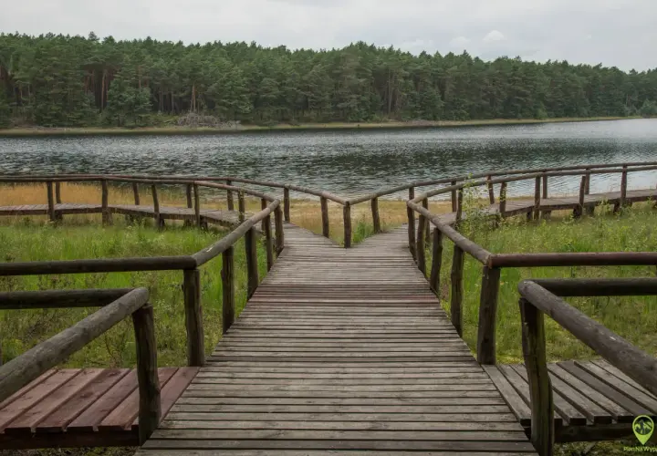 Drewniana kładka rozwidla się przy jeziorze, zapraszając do odkrywania atrakcji Borów Tucholskich.