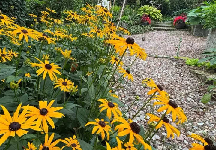 Wesołe, żółte kwiaty rudbekii kwitną obficie, tworząc barwny dywan przy kamienistej ścieżce w ogrodzie.
