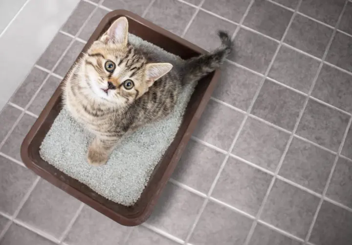 Gatito en su caja de arena. Si tu gato hace pis fuera, aprende como quitar el olor a pis de gato.