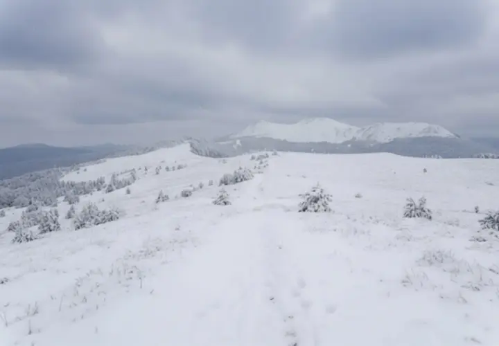 Śnieżna trasa w górach, z samotnymi smrekami i łagodnymi wzniesieniami pod zachmurzonym niebem.