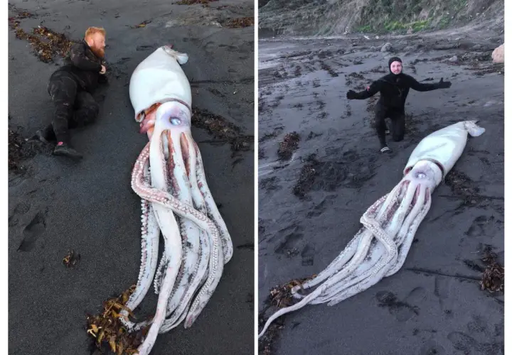 Dwóch mężczyzn na plaży obok gigantycznej kałamarnicy, największego bezkręgowca świata.