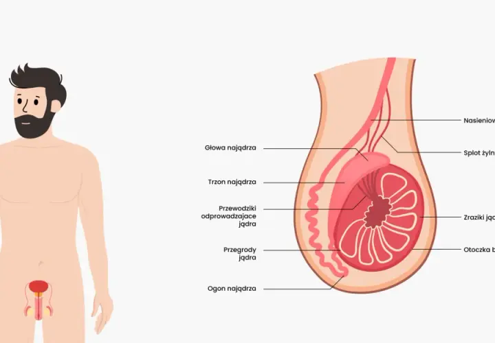 Anatomia męskich jąder: przekrój pokazuje budowę, w tym nasieniowód, splot żylny, zraziki i przegrody.