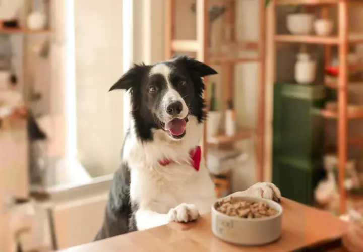 Border collie esperando su comida con ansias. ¡Qué hambre tiene!