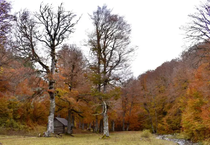 Un pequeño refugio de madera se esconde en un **bosque de gamueta** otoñal, con árboles de ramas desnudas y hojas en tonos ocres y rojizos.