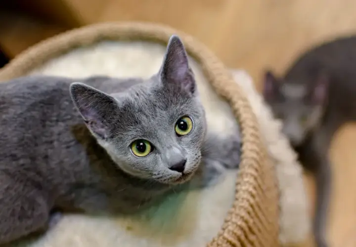 Dos gatos azul ruso, uno con ojos verdes brillantes, descansan en una cama mullida.