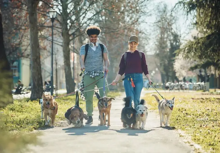 Para, gdzie na spacer z psem okolice Krakowa? Młodzi ludzie prowadzą grupę psów przez park w słoneczny dzień.