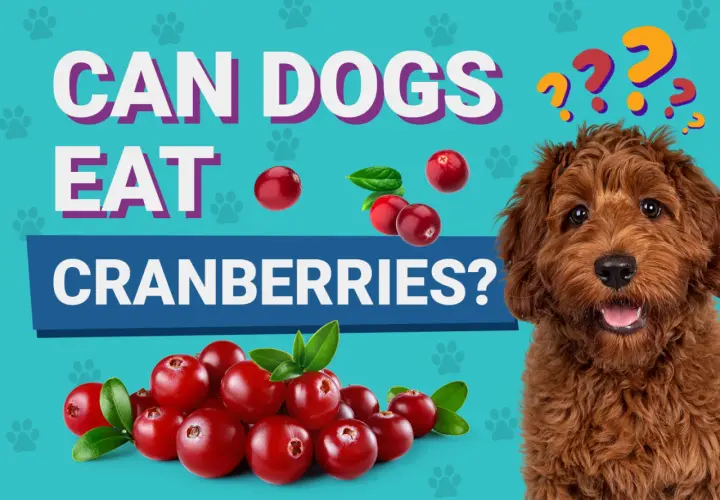 A curious dog looks at a pile of cranberries, with text asking "Can dogs eat cranberries?".